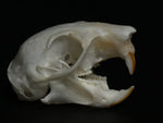 Squirrel Skull