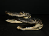 Mummified Alligator Heads