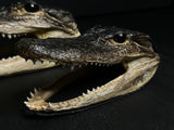 Mummified Alligator Heads