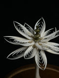 "Bone Flower" with Glass Dome