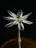 "Bone Flower" with Glass Dome