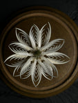 "Bone Flower" with Glass Dome