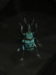 Blue Metallic Weevil