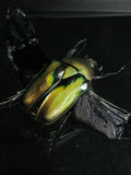 Giant Emerald Scarab Beetle