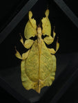 Yellow Phase Leaf Mimic