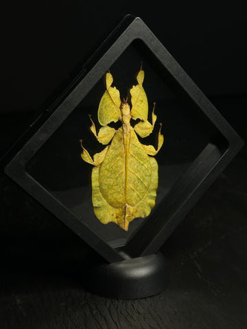 Yellow Phase Leaf Mimic