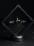 Giant Metallic Jewel Beetle