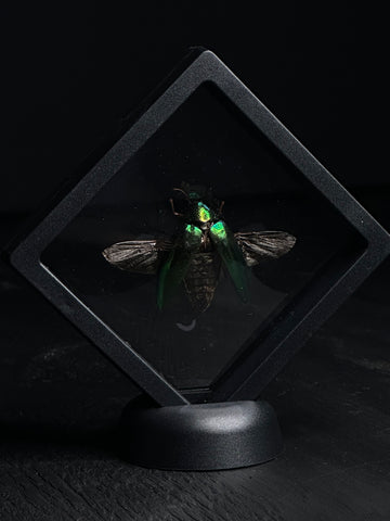 Giant Metallic Jewel Beetle