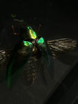 Giant Metallic Jewel Beetle