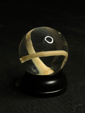 Roundworm Parasite Specimen Globe