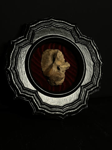 Framed Human Skull Fragment