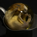 Guinea Pig Pup Wet Specimen on Vintage Base