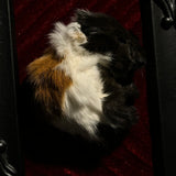 Mummified Guinea Pig Display