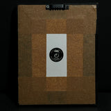 Mummified Guinea Pig Display