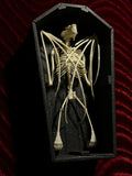Replica Fruit Bat Skeleton (Wings Closed) in Coffin Display