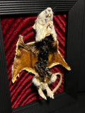 Mummified Flayed Rat Display