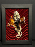 Mummified Flayed Rat Display