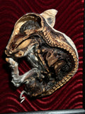 Bisected Stillborn Pig Display