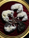 Rat King Display (B-Grade)