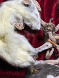 Rat King Display (B-Grade)
