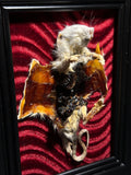 Flayed Rat Display
