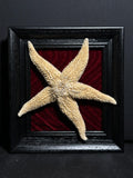 Mummified Sea Star Display