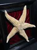 Mummified Sea Star Display