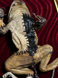 Frankenfrog! Mummified Framed Display