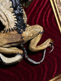 Frankenfrog! Mummified Framed Display