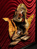 Mummified Dissected Cane Toad Display