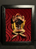 Mummified Dissected Cane Toad Display
