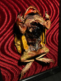 Mummified Dissected Cane Toad Display