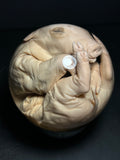 Stillborn Pig Wet Specimen