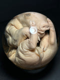 Stillborn Pig Wet Specimen