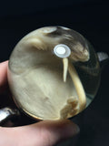 Rat Wet Specimen with Vintage Base