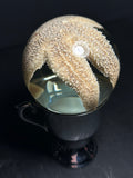 Sea Star Wet Specimen with Vintage Base