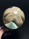 Sea Star Wet Specimen with Vintage Base