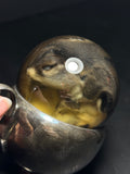 Northern Flying Squirrel Wet Specimen