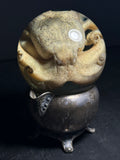 Octopus Wet Specimen with Antique Base