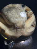 Octopus Wet Specimen with Antique Base