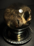 Raccoon Wet Specimen Globe on Vintage Base
