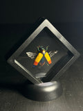 Glowing Jewel Beetle Display