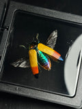 Glowing Jewel Beetle Display