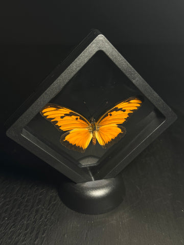 New and Restocked! – Forgotten Boneyard