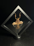 Dead Leaf Mantis (Female) Display
