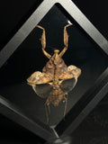 Dead Leaf Mantis (Female) Display