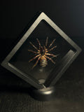 Chinese Hourglass Spider