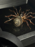Chinese Hourglass Spider