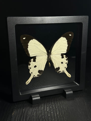 New and Restocked! – Forgotten Boneyard