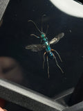 Emerald Cockroach Wasp